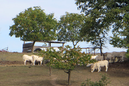 Kuhweide &ndash; (03.10.2015, VGN &copy;&nbsp;VGN GmbH)