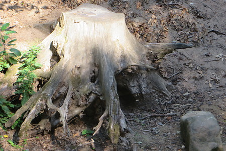 Baumstumpf &ndash; (01.10.2015, VGN &copy;&nbsp;VGN GmbH)