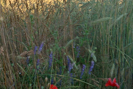 Getreide und Mohn &ndash; (01.10.2015, VGN &copy;&nbsp;VGN GmbH)