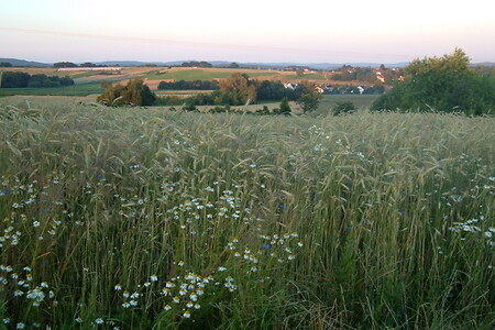 Feld &ndash; (01.10.2015, VGN &copy;&nbsp;VGN GmbH)