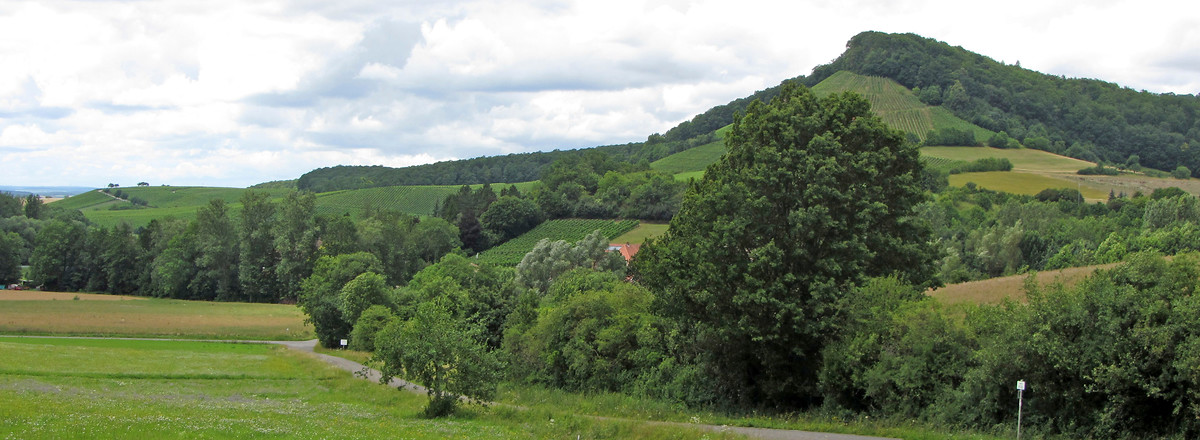 Weinberge &ndash;  (14.07.2012, Rück &copy;&nbsp;Rück)