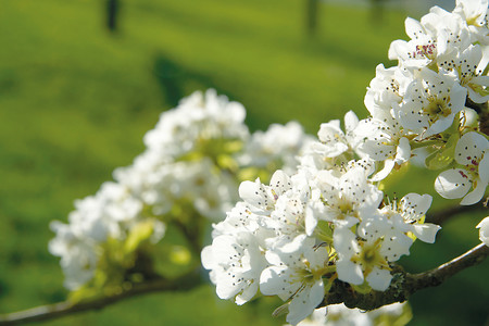 Blüten &ndash; (10.04.2020, U. Buescher &copy;&nbsp;VGN GmbH)
