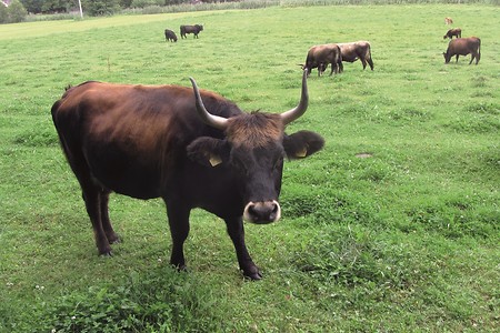 Weiderinder &ndash; (19.08.2014, VGN &copy;&nbsp;VGN GmbH)