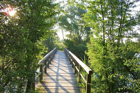 Vogelinsel Steg 2 &ndash; (29.09.2015, VGN &copy;&nbsp;VGN GmbH)