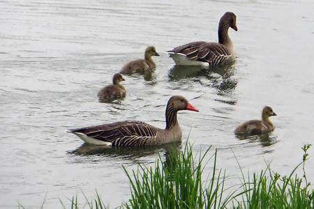 Entenfamilie &ndash; (29.09.2015, VGN &copy;&nbsp;VGN GmbH)