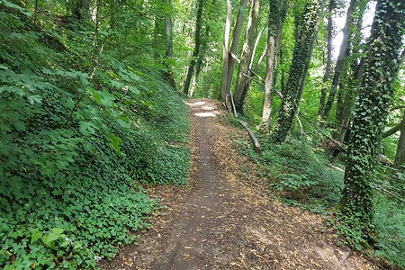 Waldweg am Main &ndash; (21.07.2019, S. Dassler &copy;&nbsp;VGN GmbH)