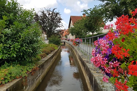 Blumenpromenade in Hallstadt &ndash; (21.07.2019, S. Dassler &copy;&nbsp;VGN GmbH)