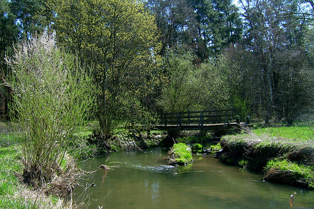 In den Flussauen der Fränkischen Rezat &ndash; (10.04.2005, Rück &copy;&nbsp;Rück)