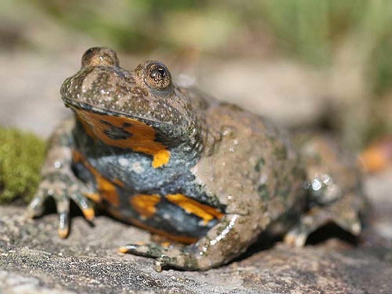 Gelbbauchunke &ndash;  (Naturhistorische Gesellschaft &copy;&nbsp;Naturhistorische Gesellschaft)