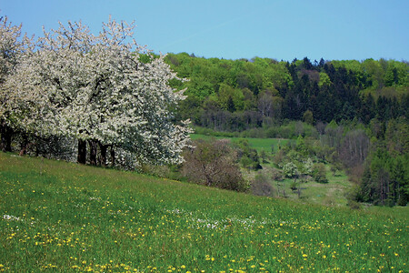 Kirschblüte &ndash; (VGN &copy;&nbsp;VGN GmbH)