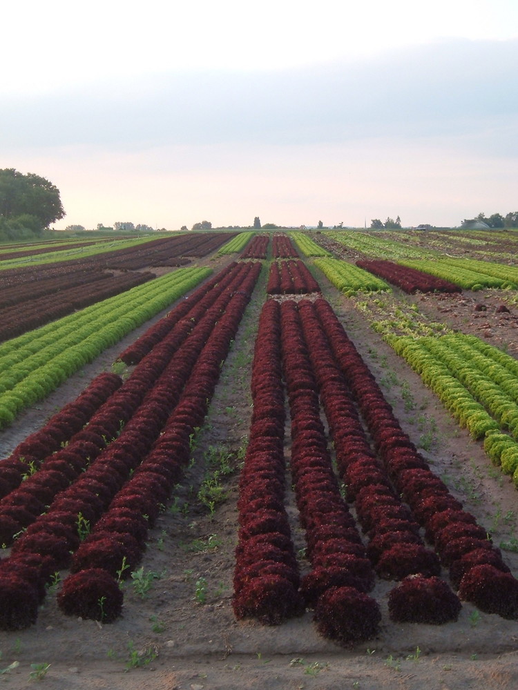 Lollo Rosso Anbau &ndash;  (VGN &copy;&nbsp;VGN GmbH)