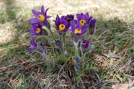 Blumen am Wegrand &ndash; (30.03.2008, VGN &copy;&nbsp;VGN GmbH)