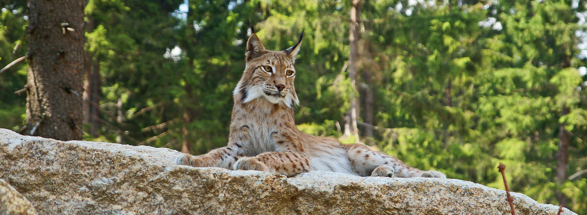 Wildpark Mehlmeisel - Luchs &ndash;  (Erlebnis Ochsenkopf &copy;&nbsp;Erlebnis Ochsenkopf)