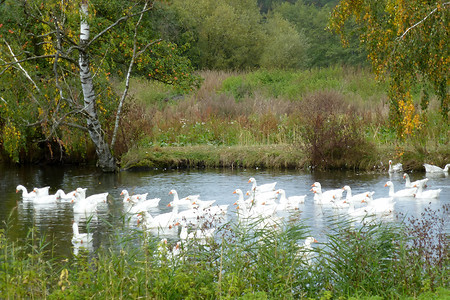 Gänse auf dem Weiher &ndash; (03.10.2012, VGN &copy;&nbsp;VGN GmbH)