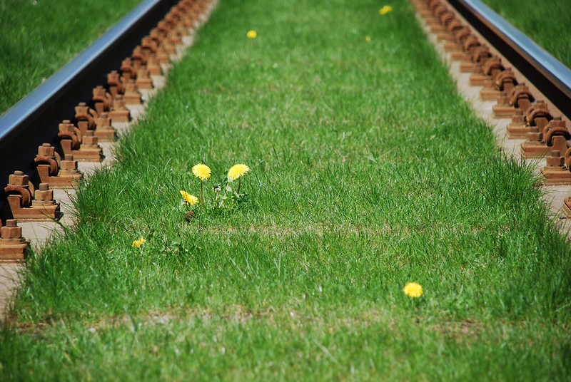 Sie müssen keine Bäume umarmen. Zeigen Sie Ihre Liebe zur Natur einfach, indem Sie Bus und Bahn fahren.