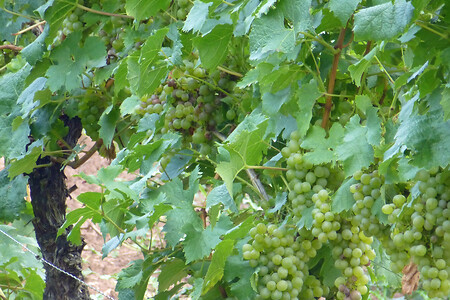Weinstock &ndash; (VGN &copy;&nbsp;VGN GmbH)