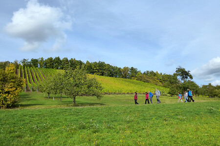 Entlang der Hohenecker Weinhänge &ndash; (13.10.2012, VGN &copy;&nbsp;VGN GmbH)