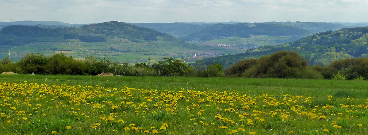 Blumenwiese mir Ausblick &ndash;  (21.04.2014, VGN &copy;&nbsp;VGN GmbH)