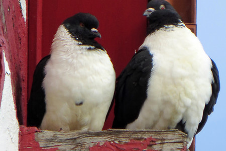 Taubenschlag &ndash; (VGN &copy;&nbsp;VGN GmbH)