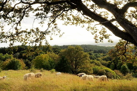 Schafherde am Dillberg &ndash; (25.09.2019, U. Buescher &copy;&nbsp;VGN GmbH)