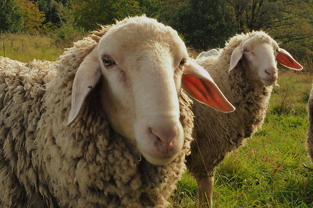 Schafe am Dillberg &ndash; (25.09.2019, U. Buescher &copy;&nbsp;VGN GmbH)