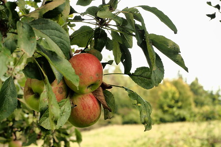 Reife Äpfel am Dillberg &ndash; (25.09.2019, U. Buescher &copy;&nbsp;VGN GmbH)