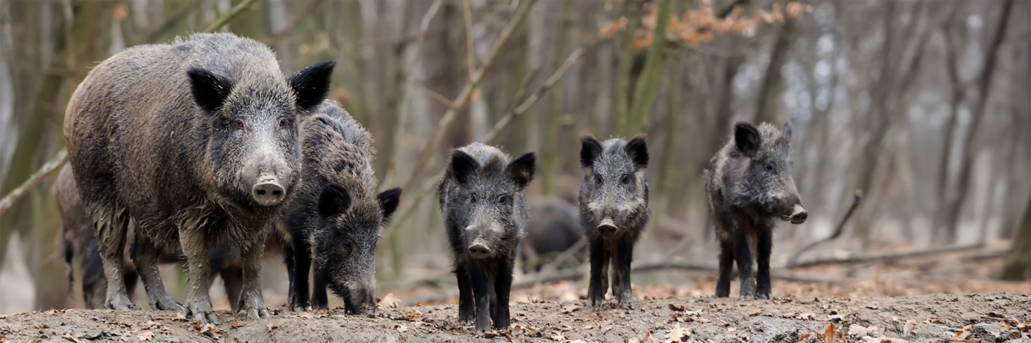 Schau, Wildsau! Eine Bache mit ihren Frischlingen. &ndash;  (&copy;&nbsp;stock.adobe.com - byrdyak)