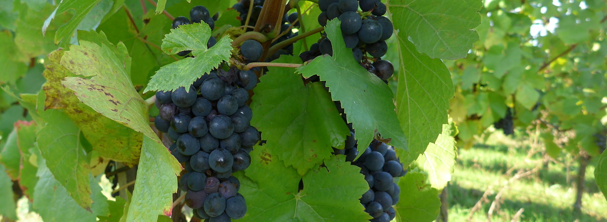 Weintrauben &ndash;  (27.02.2017, UNTHEIM Presse PR Publikationen &copy;&nbsp;UNTHEIM Presse PR Publikationen)