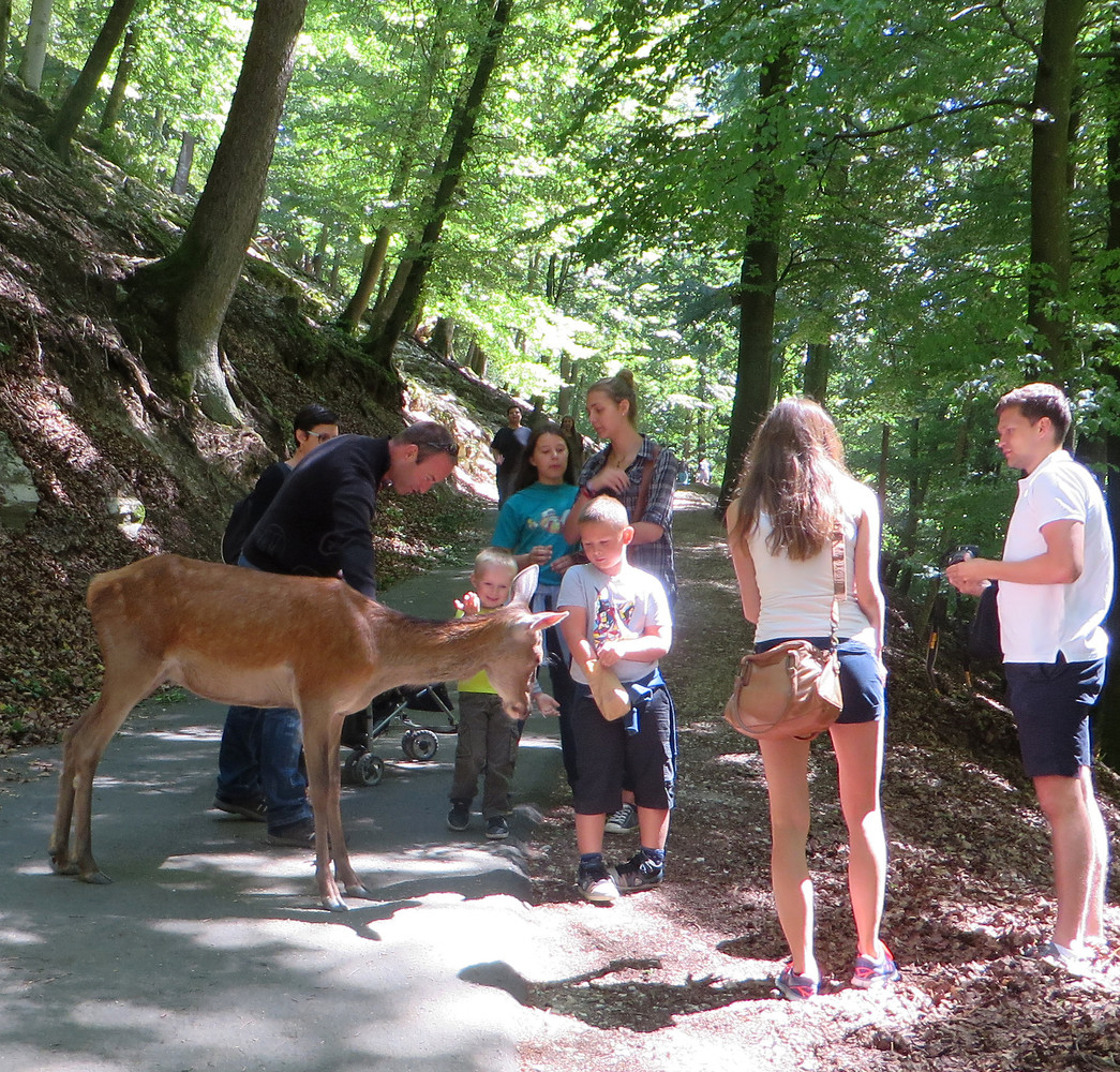 Gegenverkehr &ndash;  (29.09.2015, VGN &copy;&nbsp;VGN GmbH)