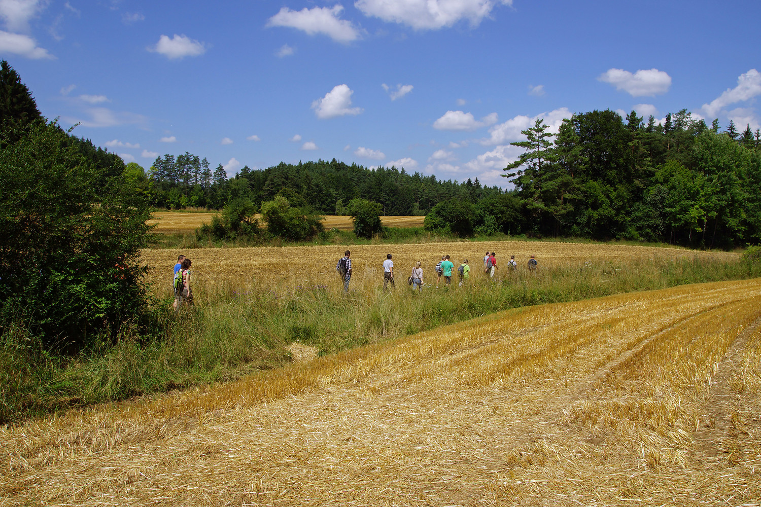 Unterwegs durch Kornfelder &ndash;  (24.07.2014, VGN &copy;&nbsp;VGN GmbH)