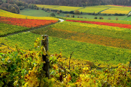Weinberg im Herbst &ndash; (VGN &copy;&nbsp;VGN GmbH)