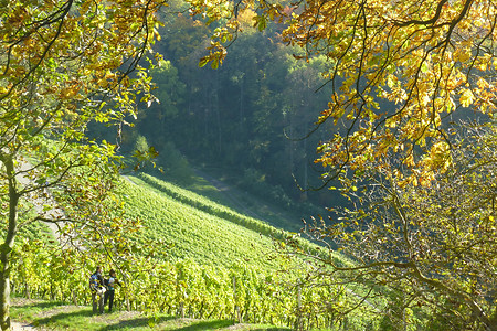 In den Weinbergen &ndash; (19.10.2013, VGN &copy;&nbsp;VGN GmbH)