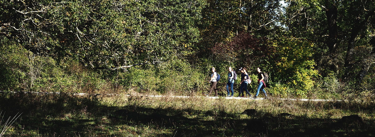 Durch den Wald &ndash;  (16.10.2019, U. Buescher &copy;&nbsp;VGN GmbH)