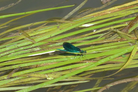 Im Schilf &ndash; (14.08.2019, G. Härer &copy;&nbsp;VGN GmbH)