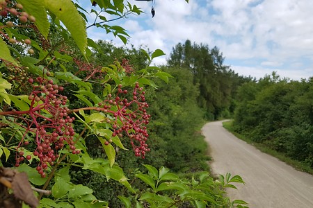 Holunder am Weg &ndash; (14.08.2019, S. Dassler &copy;&nbsp;VGN GmbH)