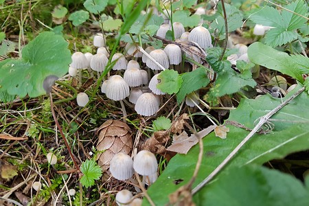 Pilze am Wegerand &ndash; (14.08.2019, S. Dassler &copy;&nbsp;VGN GmbH)