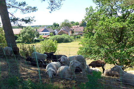Schafe am Weg &ndash; (14.08.2019, G. Härer &copy;&nbsp;VGN GmbH)