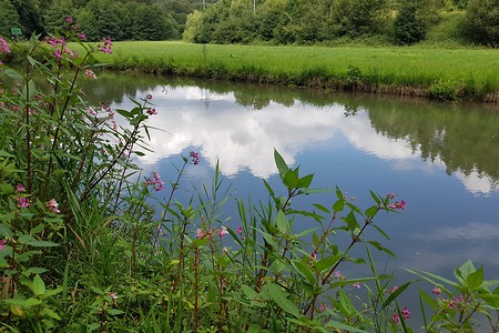 Wiesentidylle &ndash; (14.08.2019, S. Dassler &copy;&nbsp;VGN GmbH)