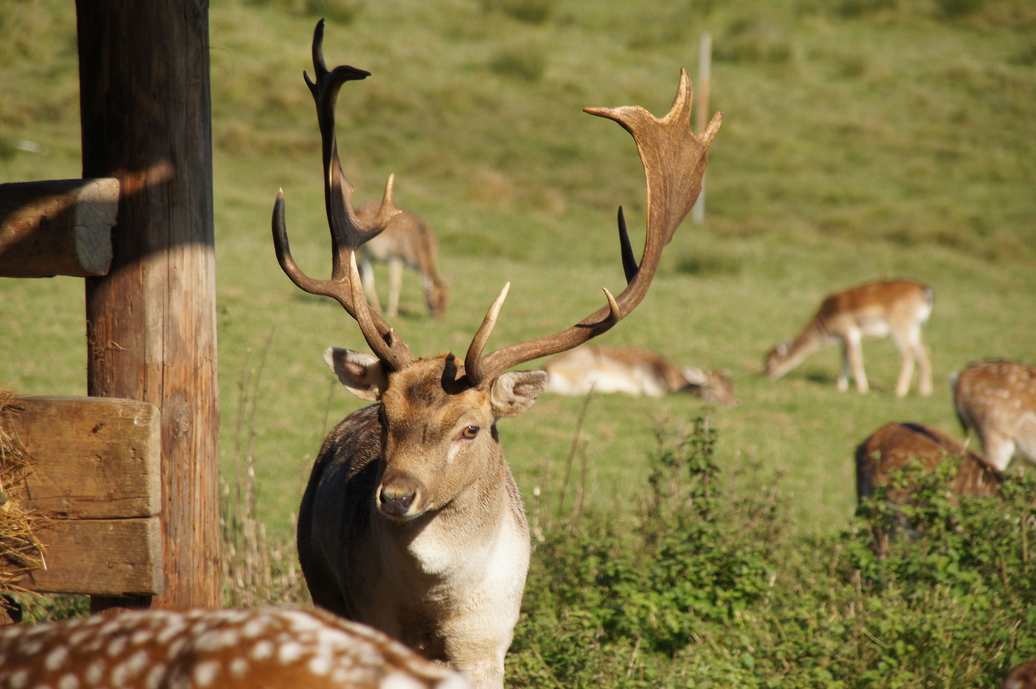 Hirsch im Wildgehege &ndash;  (VGN &copy;&nbsp;VGN GmbH)