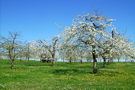 Kirschblüte &ndash; (16.04.2005, VGN &copy;&nbsp;VGN GmbH)