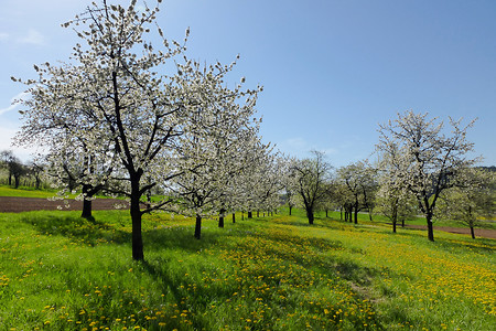 Baumblüte bei Igensdorf &ndash; Ausflug zur Baumblüte in der Fränkischen Schweiz (Herbert Bauer &copy;&nbsp;Herbert Bauer)