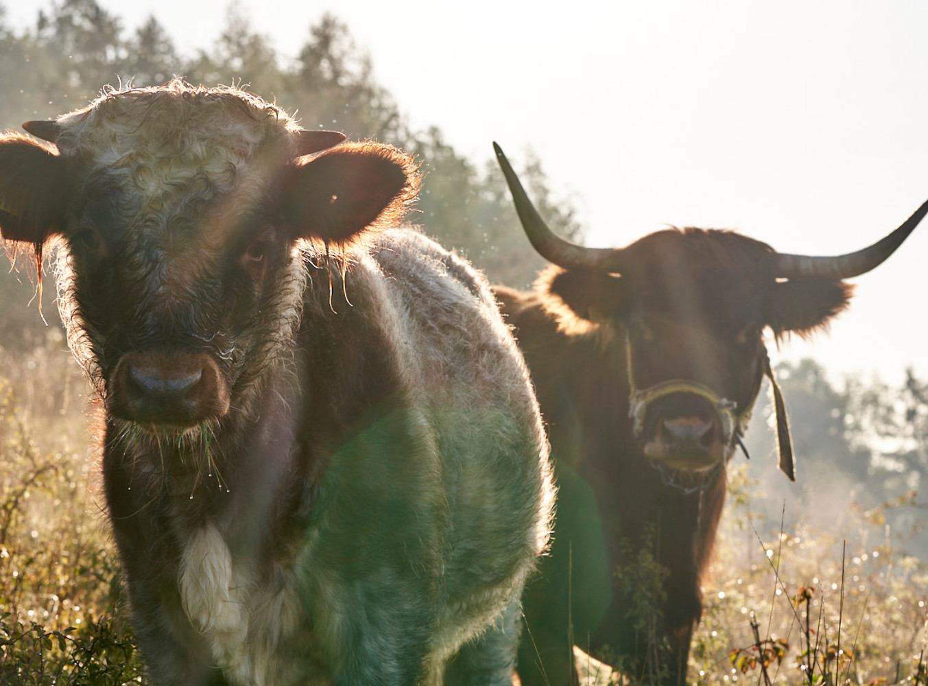 Rinderherde am Wegesrand &ndash;  (&copy;&nbsp;VGN / Büscher)