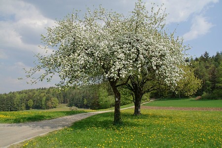 Kirschblüte bei Waizenfeld &ndash; (VGN &copy;&nbsp;VGN GmbH)