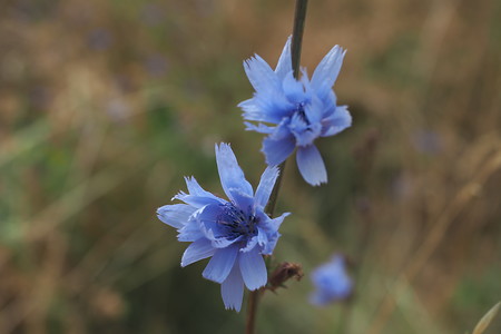 Blumen am Weg &ndash; (07.07.2019, U. Buescher &copy;&nbsp;VGN GmbH)