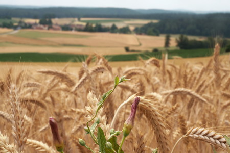 Korn &ndash; (07.07.2019, U. Buescher &copy;&nbsp;VGN GmbH)