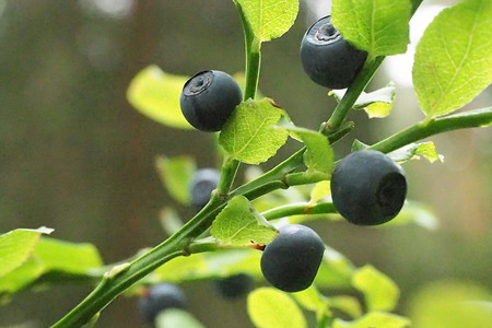 Blaubeeren am Weg &ndash; (07.07.2019, U. Buescher &copy;&nbsp;VGN GmbH)