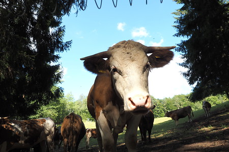 Kühe am Weg &ndash; (07.07.2019, U. Buescher &copy;&nbsp;VGN GmbH)