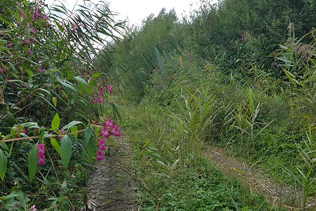Wiesenweg an der Wiesent &ndash; (14.09.2019, S. Dassler &copy;&nbsp;VGN GmbH)