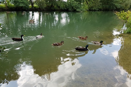 Entenschar &ndash; (14.09.2019, S. Dassler &copy;&nbsp;VGN GmbH)