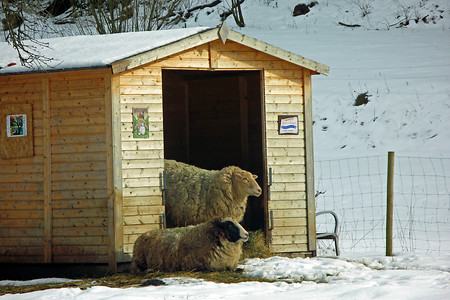 Schafe &ndash; (18.01.2019, U. Buescher &copy;&nbsp;VGN GmbH)